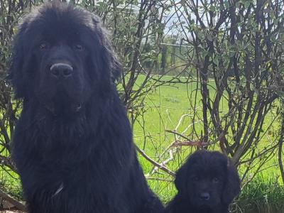 Beautiful IKC Registered Newfoundland puppies in Cavan – ready 18th October
